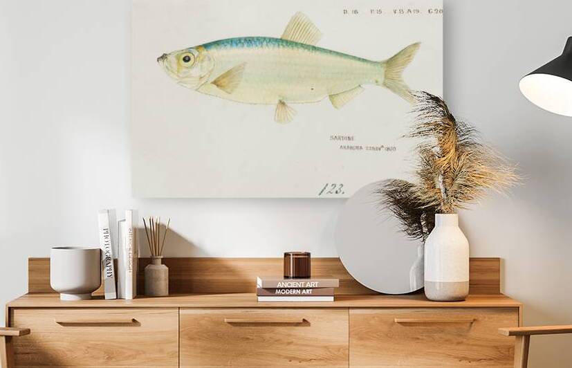 Antique fish Sardine South Pacific Fishes by Frank Edward Clarke 1849-1899.  by IStockHistory com