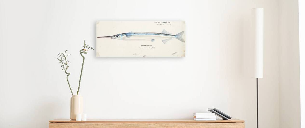 Antique fish Hyporhamphus Melanochir South Pacific Fishes by Frank Edward Clarke 1849-1899.  by IStockHistory com