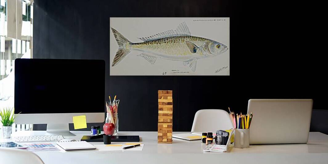 Antique fish Arripis trutta NZ : Kahawai South Pacific Fishes by Frank Edward Clarke 1849-1899.  by IStockHistory com