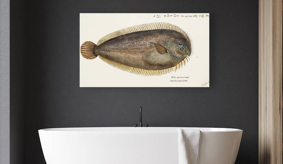 Antique fish New Zealand Sole South Pacific Fishes by Frank Edward Clarke 1849-1899.  by IStockHistory com