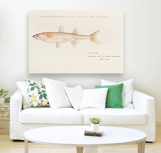 Antique fish athennidae South Pacific Fishes by Frank Edward Clarke 1849-1899.  by IStockHistory com