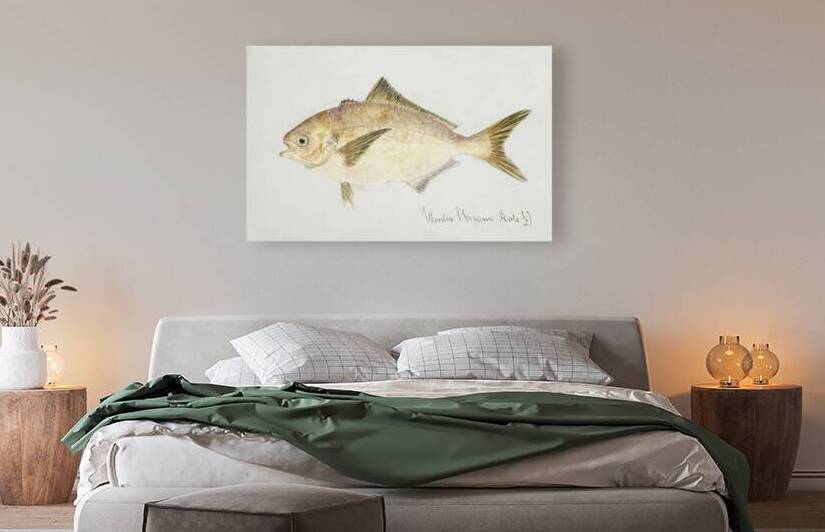 Antique fish seriolella punctata silver warehou South Pacific Fishes by Frank Edward Clarke 1849-1899.  by IStockHistory com