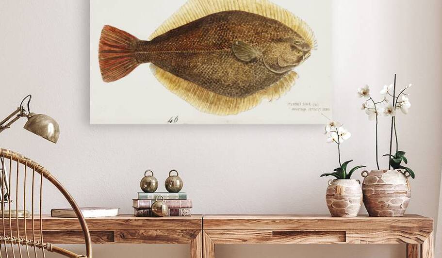 Antique fish Rhombosolea leporina NZ : Yellow-belly flounder South Pacific Fishes by Frank Edward Clarke 1849-1899.  by IStockHistory com