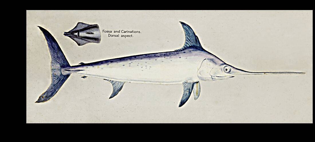 Antique Sword fish South Pacific Fishes by Frank Edward Clarke 1849-1899.  by IStockHistory com