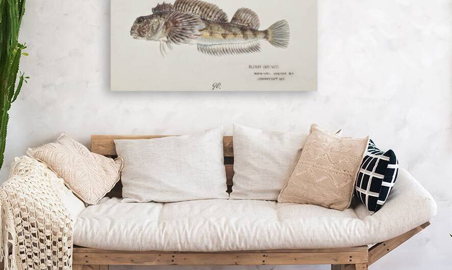 Antique fish Blennodon dorsale Giant triplefin South Pacific Fishes by Frank Edward Clarke 1849-1899.  by IStockHistory com