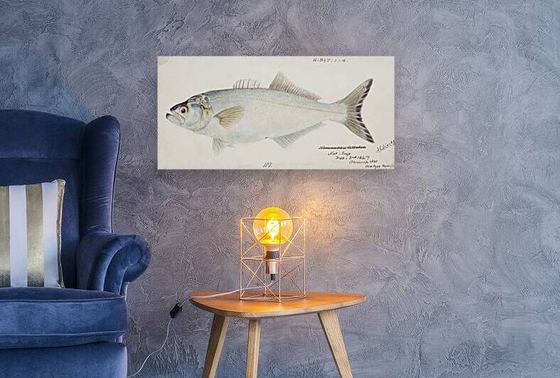 Antique fish possibly pomatomus saltatrix tailor South Pacific Fishes by Frank Edward Clarke 1849-1899.  by IStockHistory com