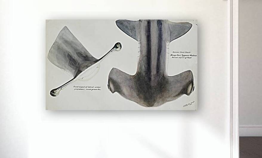 Antique fish Hammerhead Shark South Pacific Fishes by Frank Edward Clarke 1849-1899.  by IStockHistory com