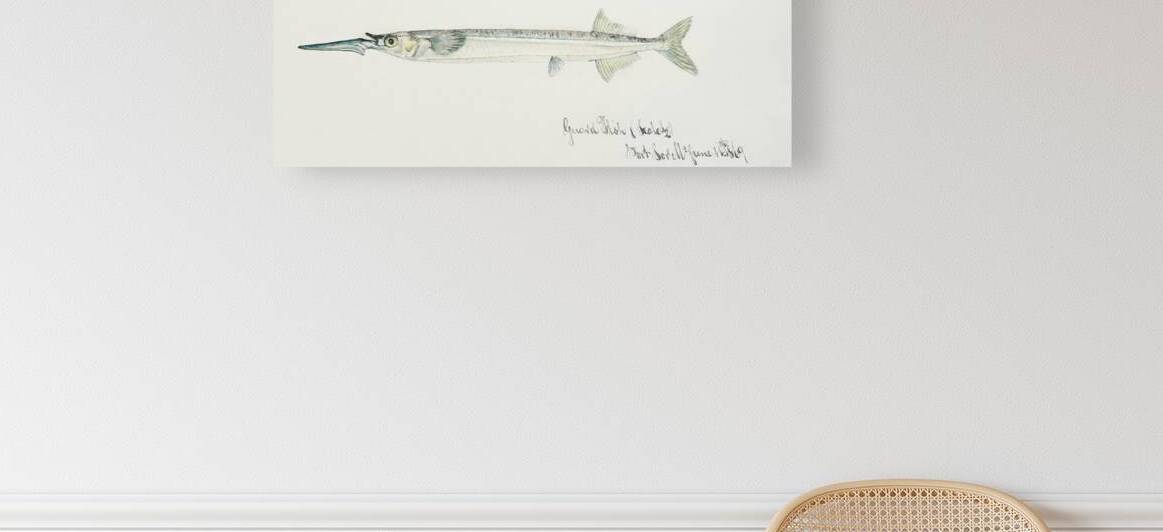 Antique fish hyporhamphus melanochir southern sea garfish South Pacific Fishes by Frank Edward Clarke 1849-1899.  by IStockHistory com