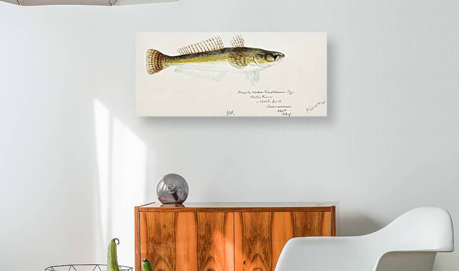 Antique fish platycephalus bassensis South Pacific Fishes by Frank Edward Clarke 1849-1899.  by IStockHistory com