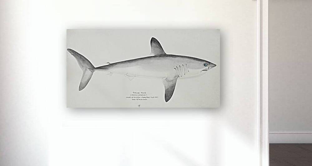 Antique fish scomber australasicus blue mackerel South Pacific Fishes by Frank Edward Clarke 1849-1899.  by IStockHistory com