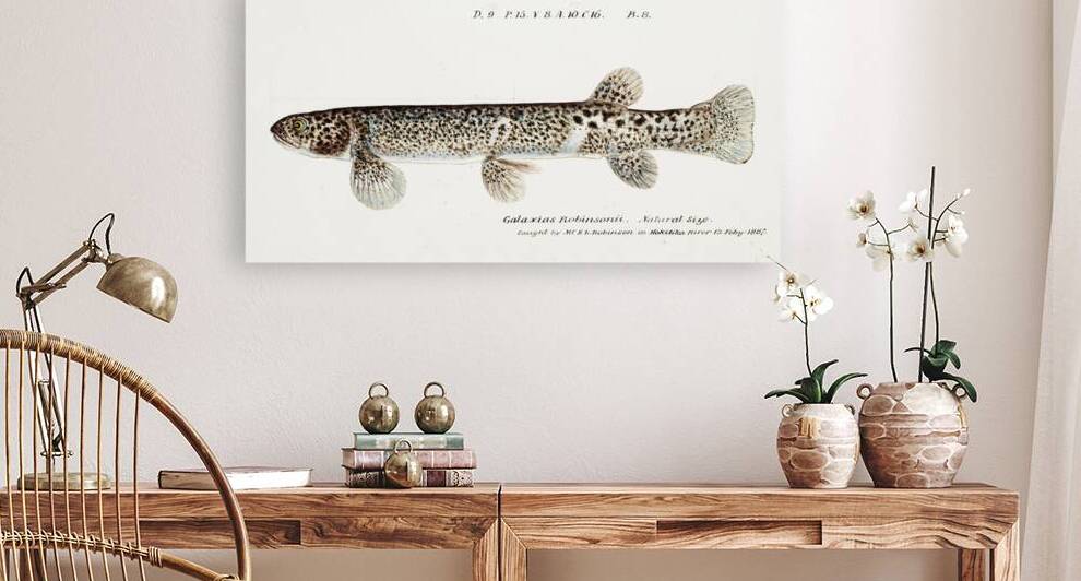 Antique Climbing Galaxias South Pacific Fishes by Frank Edward Clarke 1849-1899.  by IStockHistory com