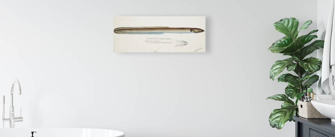 Antique fish Anguilla Dieffenbachii South Pacific Fishes by Frank Edward Clarke 1849-1899.  by IStockHistory com