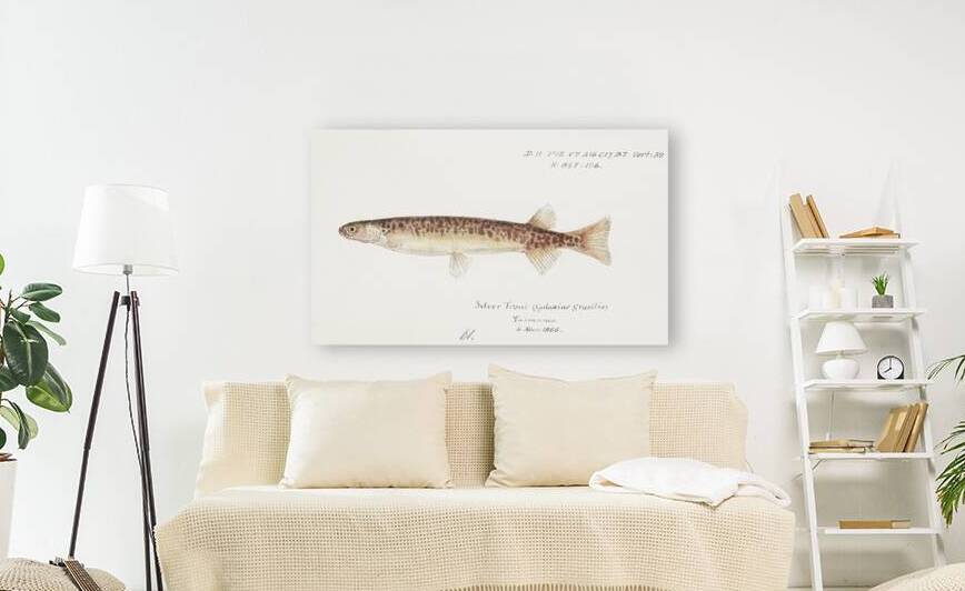 Antique fish galaxias gracilis dwarf inanga South Pacific Fishes by Frank Edward Clarke 1849-1899.  by IStockHistory com