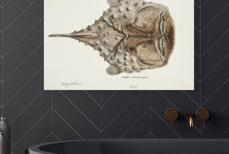 Antique Prickly anglerfish South Pacific Fishes by Frank Edward Clarke 1849-1899.  by IStockHistory com