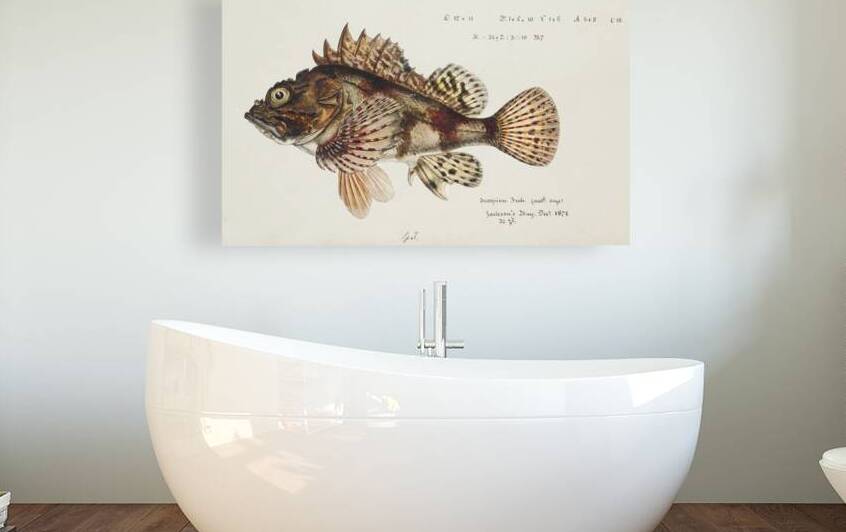 Antique Red Scorpion fish South Pacific Fishes by Frank Edward Clarke 1849-1899.  by IStockHistory com