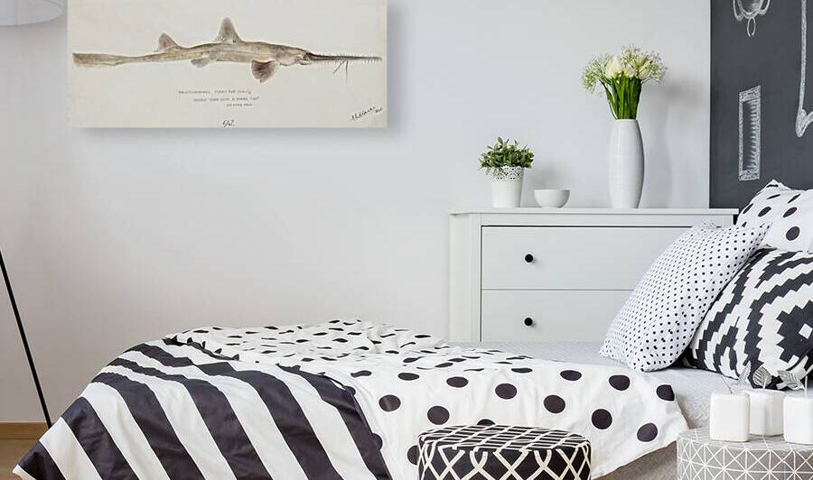 Antique fish pristiophorus nudipinnis South Pacific Fishes by Frank Edward Clarke 1849-1899.  by IStockHistory com