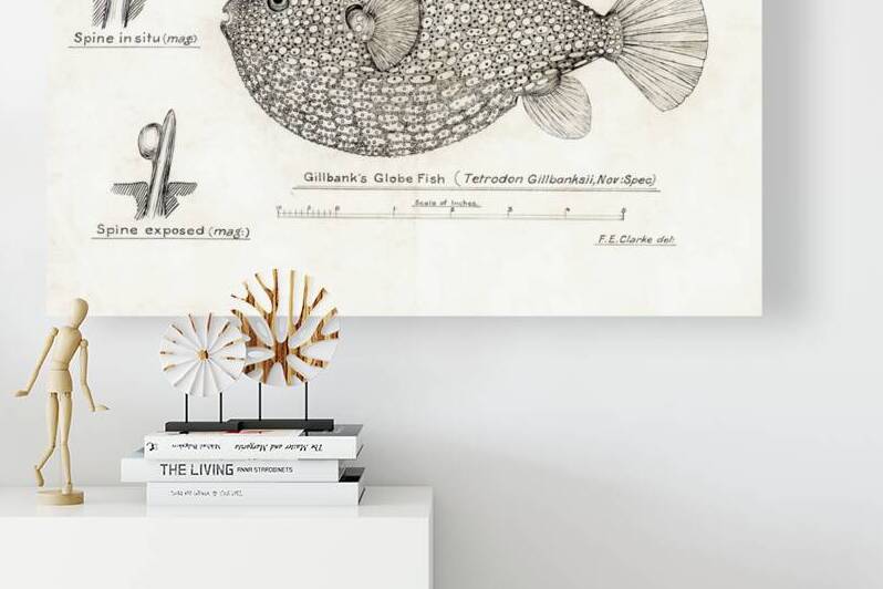 Antique Gillbanks Globe fish South Pacific Fishes by Frank Edward Clarke 1849-1899.  by IStockHistory com