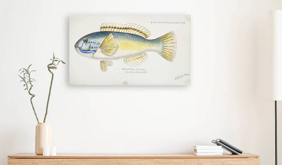 Antique fish Possibly Notolabrus sp NZ : Wrasse South Pacific Fishes by Frank Edward Clarke 1849-1899.  by IStockHistory com