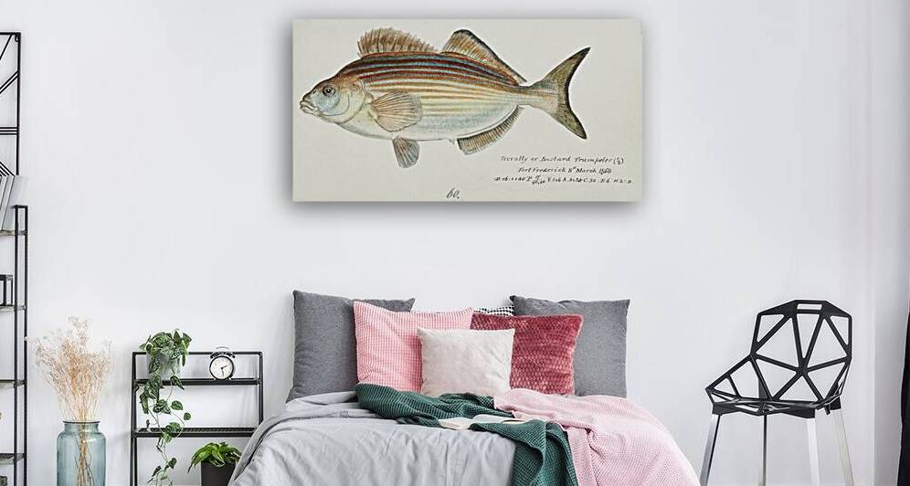 Antique fish latridopsis forsteri copper moki South Pacific Fishes by Frank Edward Clarke 1849-1899.  by IStockHistory com