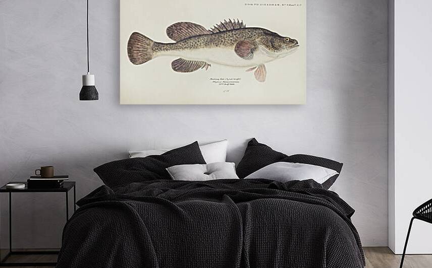 Antique fish maccullochella sp South Pacific Fishes by Frank Edward Clarke 1849-1899.  by IStockHistory com