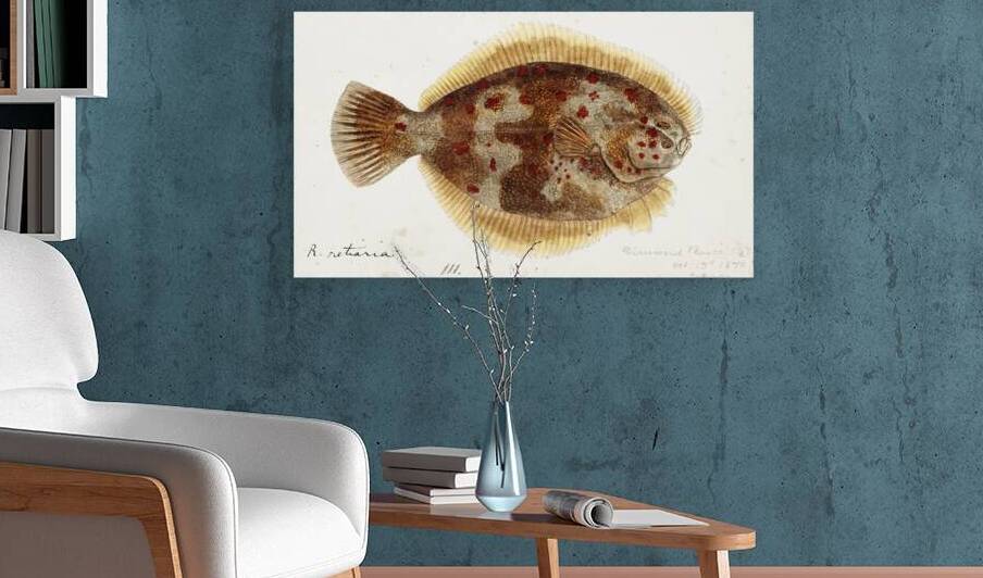 Antique fish Rhombosolea retiaria NZ : Black flounder South Pacific Fishes by Frank Edward Clarke 1849-1899.  by IStockHistory com