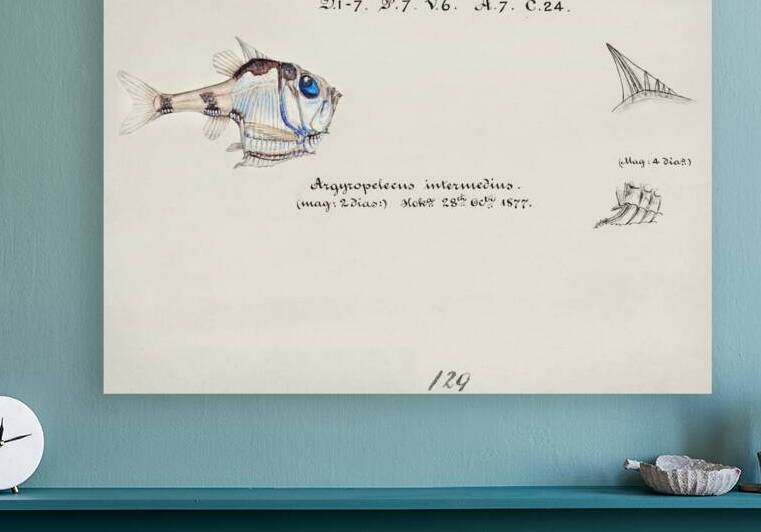 Antique drawing watercolor common hatchetfish marine life. South Pacific Fishes by Frank Edward Clarke 1849-1899. by IStockHistory com