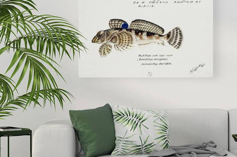 Antique Thornfish South Pacific Fishes by Frank Edward Clarke 1849-1899.  by IStockHistory com