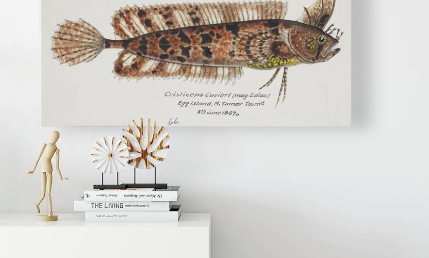 Antique fish possibly cristiceps australis weedfish South Pacific Fishes by Frank Edward Clarke 1849-1899.  by IStockHistory com