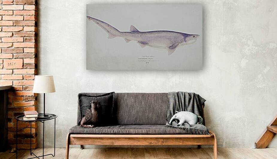 Antique fish Tiger Shark South Pacific Fishes by Frank Edward Clarke 1849-1899.  by IStockHistory com