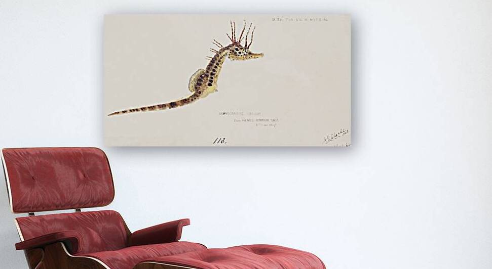 Antique fish hippocampus abdominalis seahorse South Pacific Fishes by Frank Edward Clarke 1849-1899.  by IStockHistory com