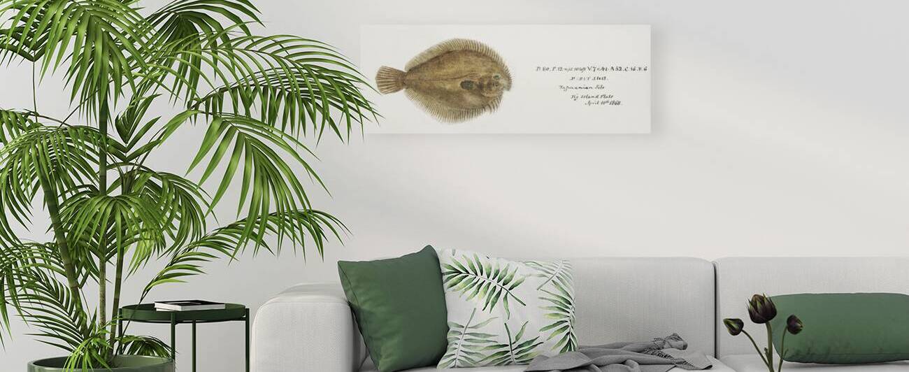 Antique fish possibly ammotretis sp flounder South Pacific Fishes by Frank Edward Clarke 1849-1899.  by IStockHistory com