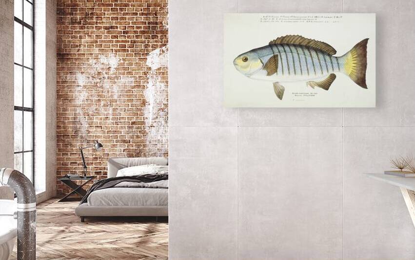 Antique fish Blackfish South Pacific Fishes by Frank Edward Clarke 1849-1899.  by IStockHistory com