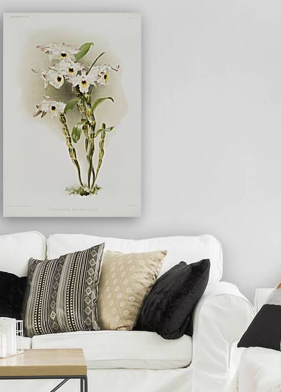 Dendrobium melanodiscus from Reichenbachia Orchids 1888-1894 illustrated by Frederick Sander 1847-1920.  by IStockHistory com