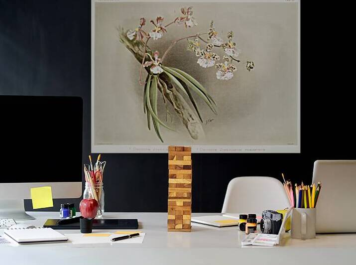 Oncidium jonesianum Oncidium jonesianum haeanthum from Reichenbachia Orchids 1888-1894 illustrated by Frederick Sander 1847-1920.  by IStockHistory com