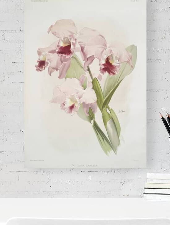 Cattleya labiata from Reichenbachia Orchids 1888-1894 illustrated by Frederick Sander 1847-1920.  by IStockHistory com