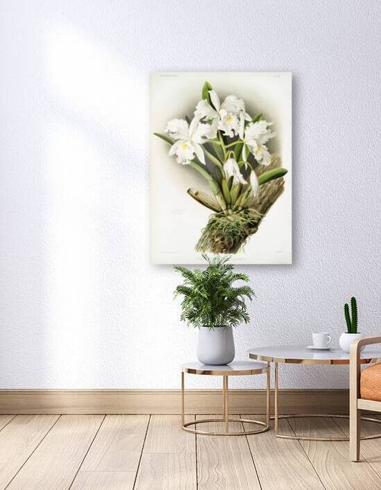 Cattleya labiata from Reichenbachia Orchids 1888-1894 illustrated by Frederick Sander 1847-1920.  by IStockHistory com