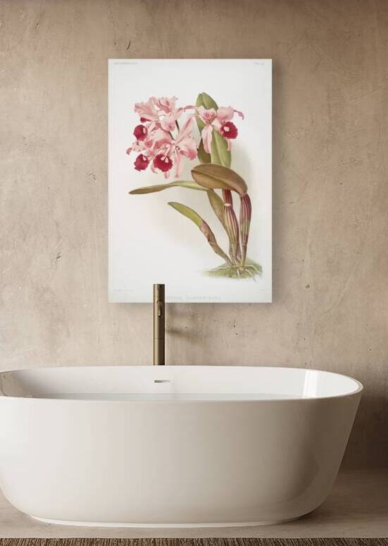 Cattleya lawrenceana from Reichenbachia Orchids 1888-1894 illustrated by Frederick Sander 1847-1920.  by IStockHistory com