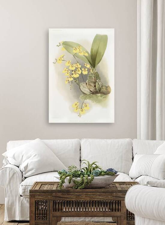 Oncidium ampliatum majus from Reichenbachia Orchids 1888-1894 illustrated by Frederick Sander 1847-1920.  by IStockHistory com