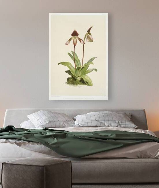 Cypripedium hybridum castleanum from Reichenbachia Orchids 1888-1894 illustrated by Frederick Sander 1847-1920.  by IStockHistory com