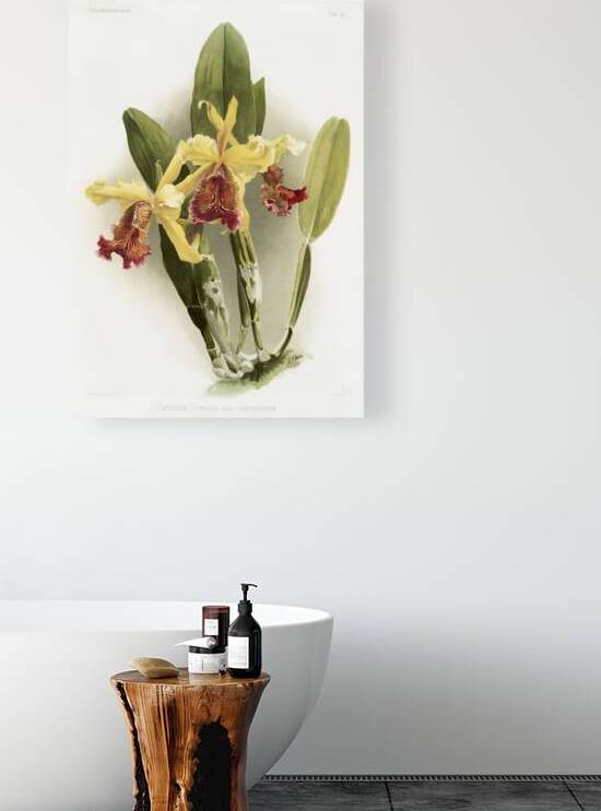 Cypripedium hybridum laucheanum cypripedium hybridum eyermanianum from Reichenbachia Orchids 1888-1894 illustrated by Frederick Sander 1847-1920.  by IStockHistory com