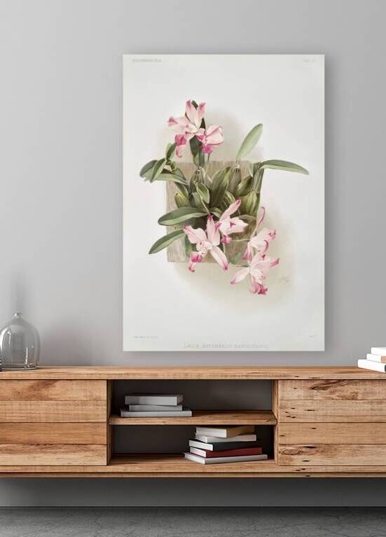 Laelia autumnalis xanthotropis from Reichenbachia Orchids 1888-1894 illustrated by Frederick Sander 1847-1920.  by IStockHistory com