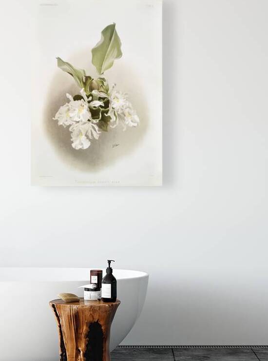 Trischopilia suavis alba from Reichenbachia Orchids 1888-1894 illustrated by Frederick Sander 1847-1920.  by IStockHistory com