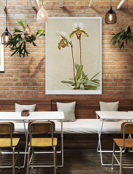 Cypripedium leeanum var giganteum from Reichenbachia Orchids 1888-1894 illustrated by Frederick Sander 1847-1920.  by IStockHistory com