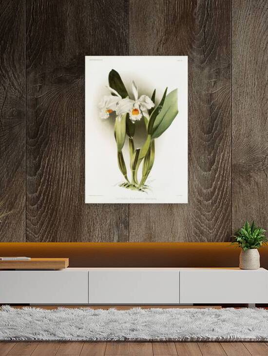 Cattleya eldorado crocata from Reichenbachia Orchids 1888-1894 illustrated by Frederick Sander 1847-1920.  by IStockHistory com