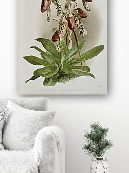 Dendrobium brymerianum from Reichenbachia Orchids 1888-1894 illustrated by Frederick Sander 1847-1920.  by IStockHistory com