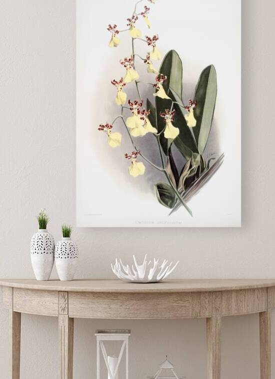 Oncidium splendidum from Reichenbachia Orchids 1888-1894 illustrated by Frederick Sander 1847-1920.  by IStockHistory com