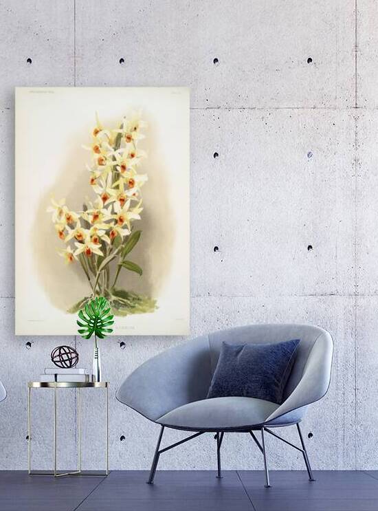 Dendrobium aureum from Reichenbachia Orchids 1888-1894 illustrated by Frederick Sander 1847-1920.  by IStockHistory com