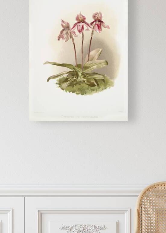 Cypripedium tautzianum from Reichenbachia Orchids 1888-1894 illustrated by Frederick Sander 1847-1920.  by IStockHistory com