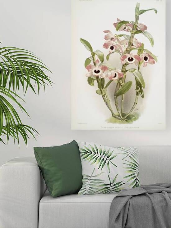 Dendrobium noile sanderianum from Reichenbachia Orchids 1888-1894 illustrated by Frederick Sander 1847-1920.  by IStockHistory com