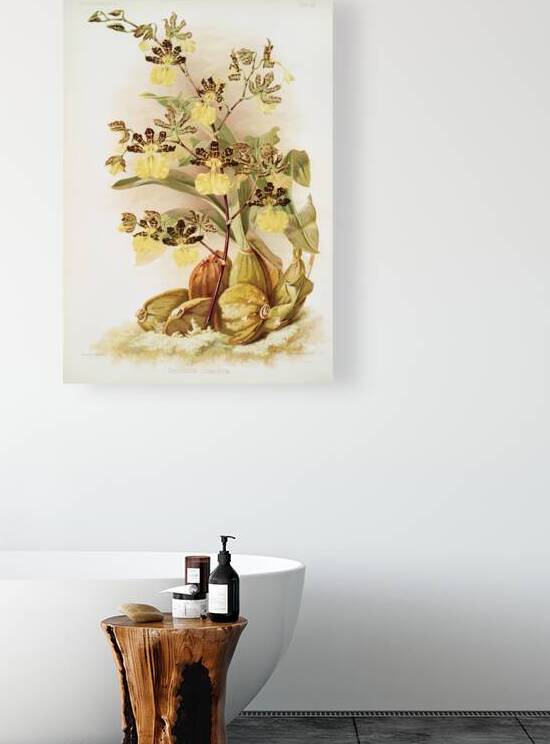 Oncidium tigrinum from Reichenbachia Orchids 1888-1894 illustrated by Frederick Sander 1847-1920.  by IStockHistory com